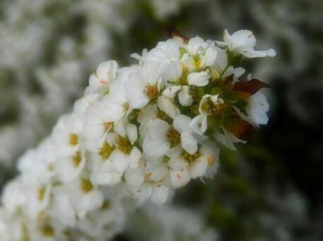 雪柳 雪柳の写真
