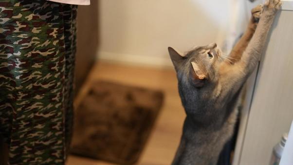 爪とぎをするアビシニアン 爪とぎをするアビシニアンの写真