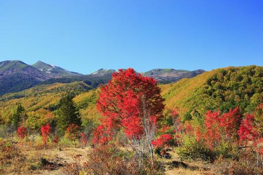 秋の乗鞍高原の大椛 秋の乗鞍高原の大椛 乗鞍高原,紅葉,秋の写真素材