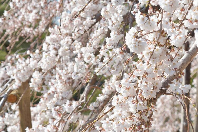 しだれ桜 しだれ桜,桜,花の写真素材