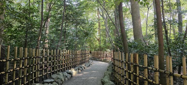 癒しの風景 木,林,緑の写真素材