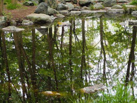 新緑が映る公園の池④ 新緑が映る公園の池④の写真