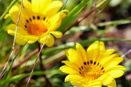 Gazania flowers in the sun in a flowerbed in mid-April, JPG Gazania flowers in the sun in a flowerbed in mid-April, JPG