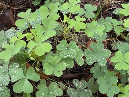 雨粒とカタバミの葉 雨粒とカタバミの葉 雨粒,カタバミ,ハートの葉っぱの写真素材