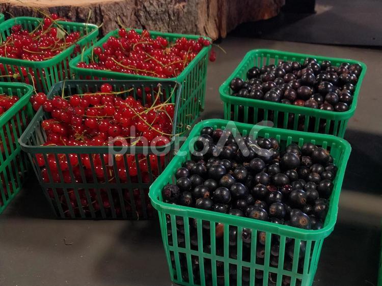 フサスグリとクロフサスグリ レッドカラント,スグリ,カラントの写真素材