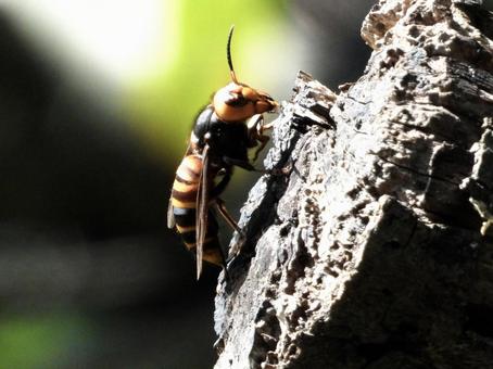 枝にとまるハチ 枝にとまるハチの写真