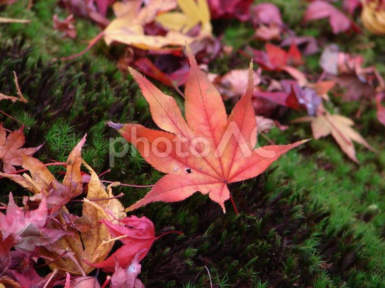 京都　赤もみじの落ち葉 紅葉,もみじ,モミジの写真素材