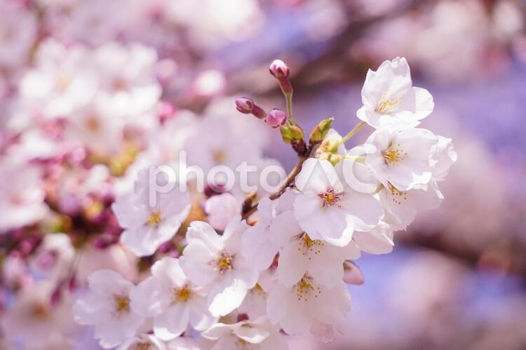 桜の花びら さくら,お花見,満開の写真素材