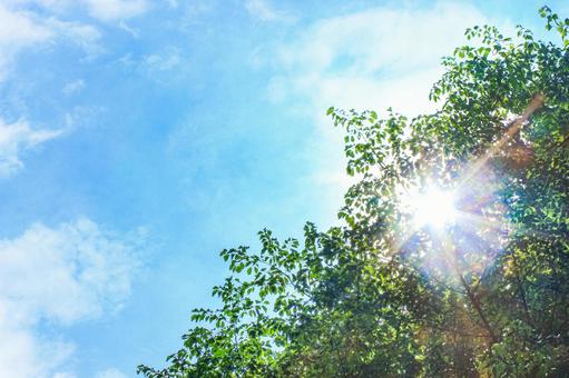 Photo, sunbeams leaves, forest, sunlight, 