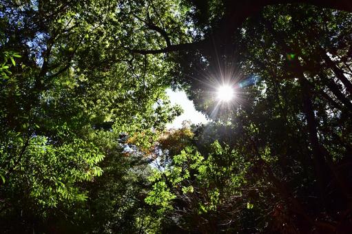 森の中の木漏れ日 森の中の木漏れ日 木漏れ日,森,光の写真素材