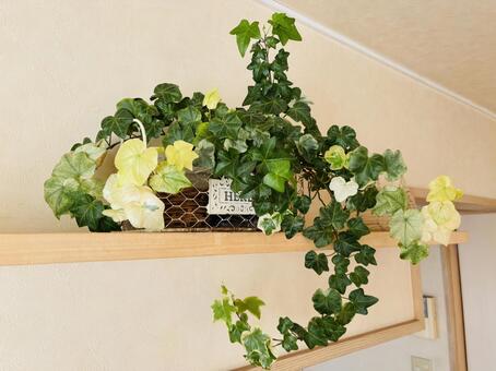 アイビー 観葉植物,アイビー,ニッチの写真素材