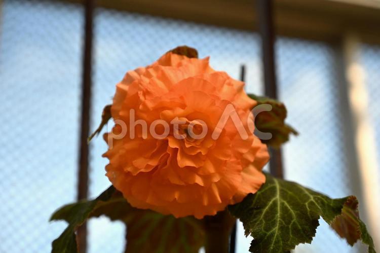 大輪の赤いベゴニアの花 ベゴニア,赤,キレイの写真素材