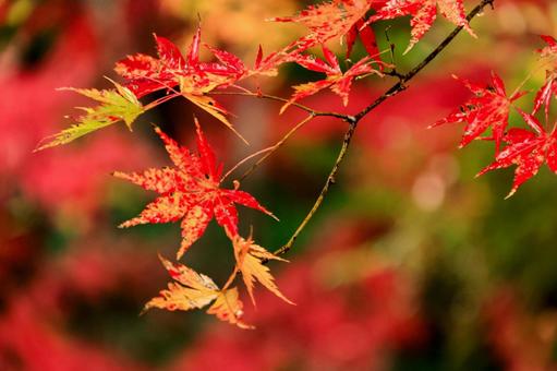 紅葉 紅葉,養老渓谷,筒森もみじ谷の写真素材