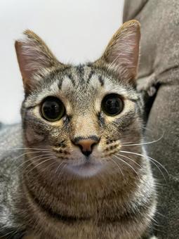 キジトラ 猫 キジトラ 猫の写真
