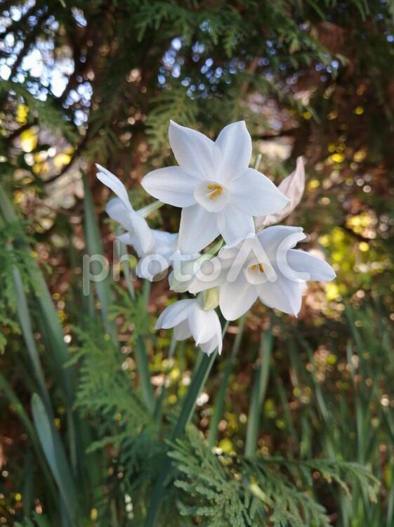 房咲き水仙（フサザキスイセン） 花,植物,自然の写真素材