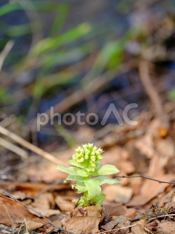ふきのとう ふきのとう,フキノトウ,蕗の薹の写真素材