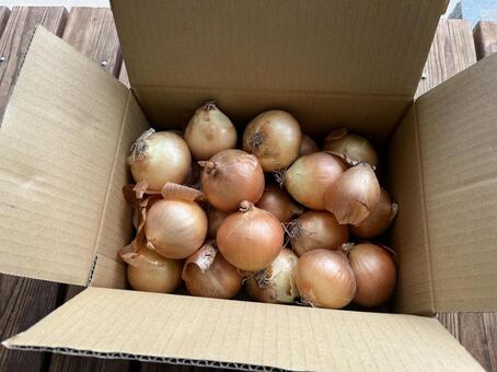 玉ねぎ 玉ねぎ,野菜,段ボールの写真素材