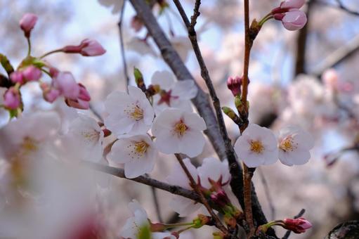 桜 桜の写真