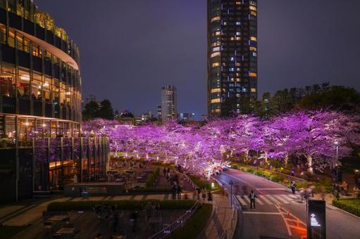 ピンクに彩られた桜並木の夜景 ピンクに彩られた桜並木の夜景 東京ミッドタウン,桜,並木道の写真素材