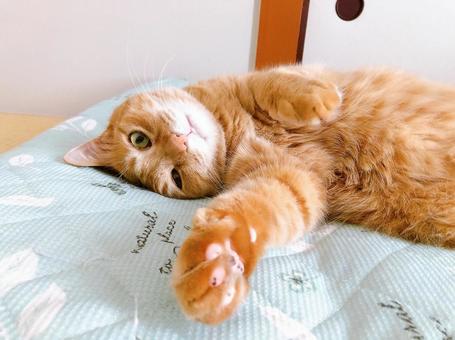 茶トラ猫 茶トラ猫の写真
