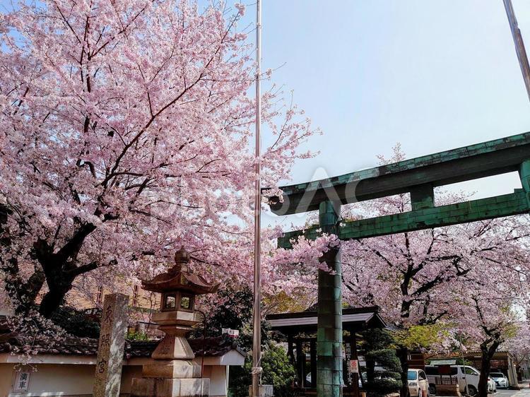 鳥居と桜（名古屋東照宮） 桜,さくら,サクラの写真素材