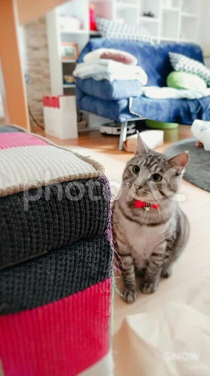 ネコのお留守番 屋内で,家族,緩和の写真素材