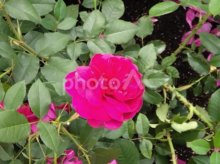 花・ダーシー バッセル 中之島公園,中之島バラ園,バラ園の写真素材