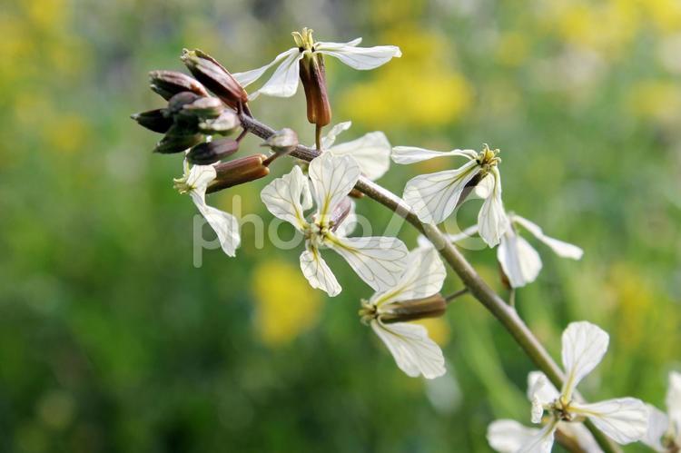 柔らかな春の日差しに包まれるルッコラ ルッコラ,ロケット,アルグラの写真素材