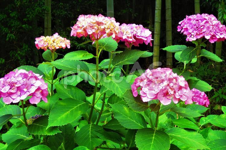 ６月中旬の勝名寺のアジサイと竹林 アジサイ,紫陽花,あじさいの写真素材