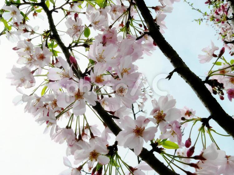 晴れた空と散り始めの桜 ピンク,快晴,春の写真素材