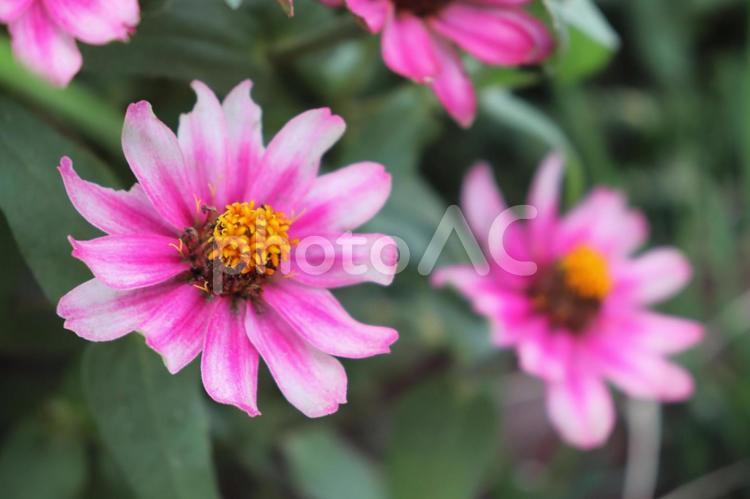 ヒャクニチソウ ヒャクニチソウ,秋,秋の花の写真素材