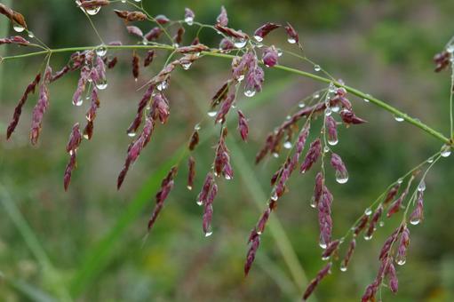 雨模様 雨模様 雨模様,雨,水滴の写真素材