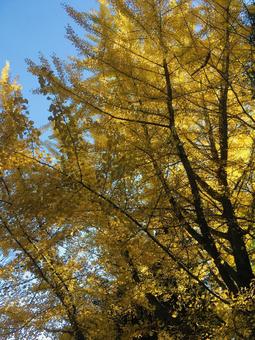 紅葉の木 紅葉の木 秋,自然,風景の写真素材