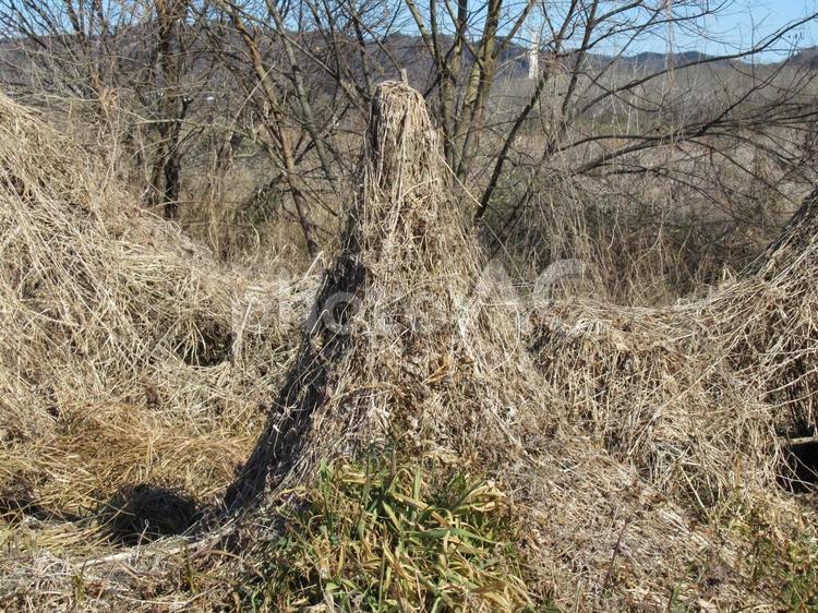 山のオブジェのように積もった枯れ草 自然,草,造形の写真素材