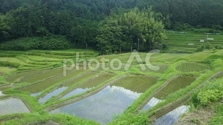 棚田（田植え） 自然,風景,棚田の写真素材