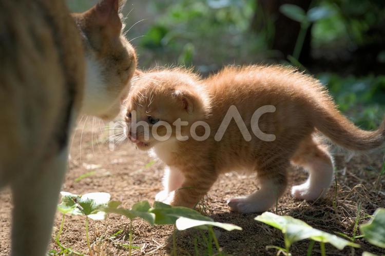 子猫とママ猫その２ 猫,ネコ,ねこの写真素材