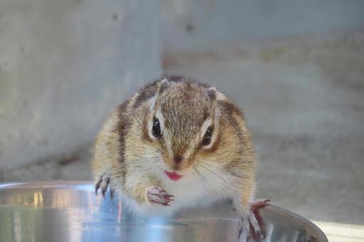 Photo, chipmunk, a squirrel, striped squirrels, 