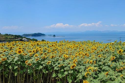 ひまわり畑 ひまわり畑 ヒマワリ,向日葵,花の写真素材