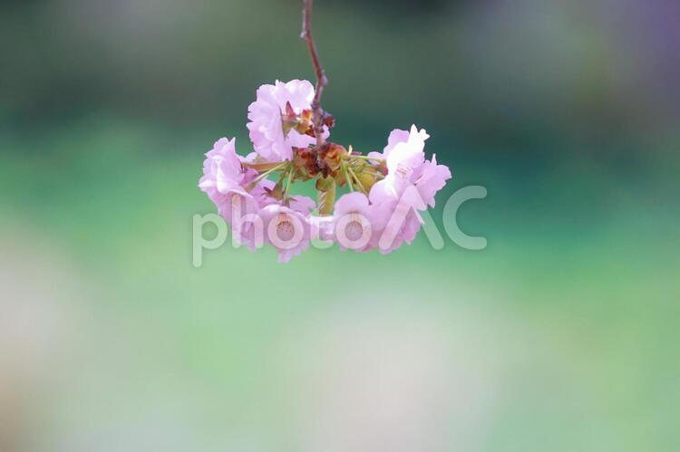 満開に咲き誇る桜並木 桜,花,空の写真素材