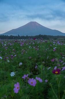 富士山とコスモス 富士山,秋桜,コスモスの写真素材