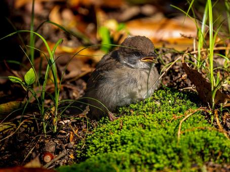 地面を歩くスズメの若鳥 地面を歩くスズメの若鳥の写真