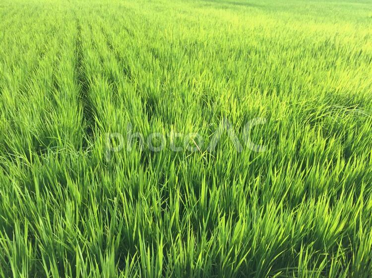 夏の田園風景 栽培,穀物,農村の写真素材