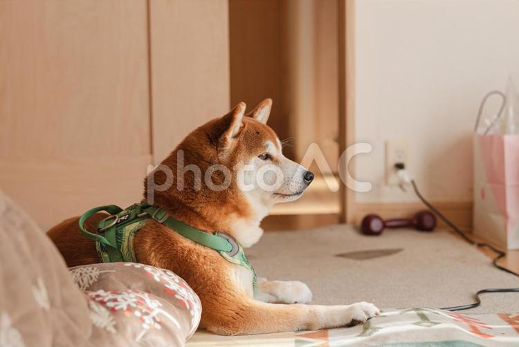 まったりくつろいで窓を眺める柴犬 柴犬,しばいぬ,日本犬の写真素材