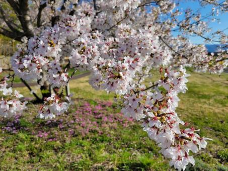 桜 桜の写真
