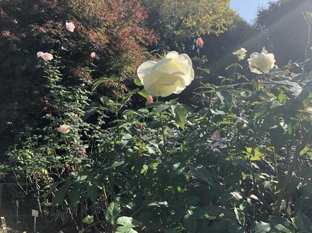 花 花の写真