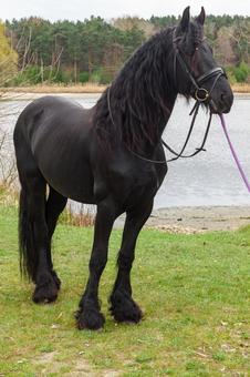 湖畔に立つ威厳のある黒馬 湖畔に立つ威厳のある黒馬の写真