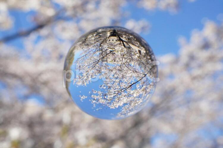 満開の桜と青空 桜,青空,お花見の写真素材
