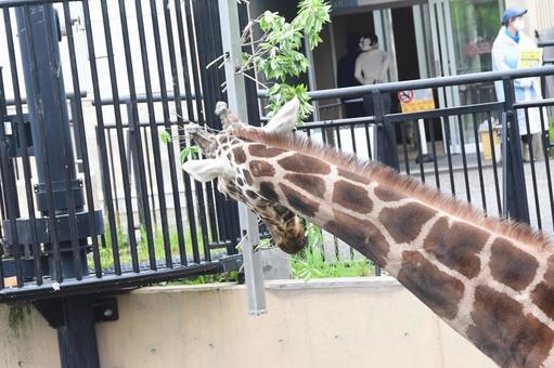 旭山動物園 キリン 旭山動物園 キリンの写真