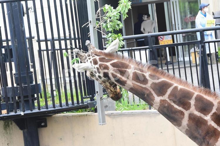 旭山動物園　キリン キリン,動物園,動物の写真素材