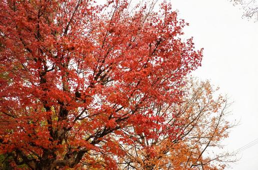 赤とオレンジ 赤とオレンジの写真